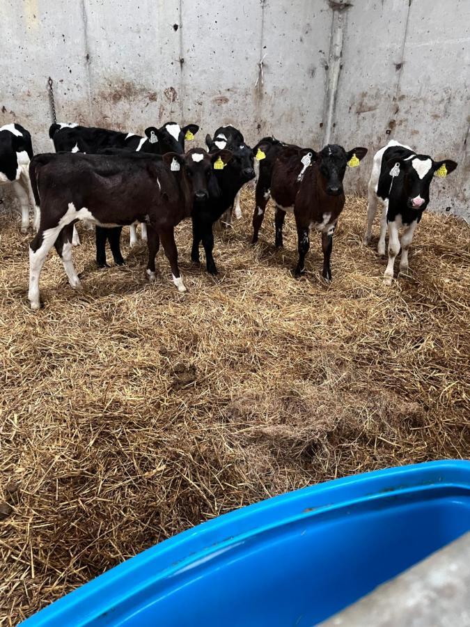 Lacken Farmyard Kilmihil Eksteriør bilde