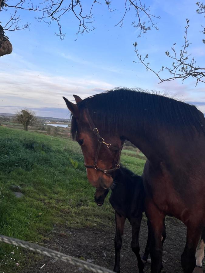 Lacken Farmyard Kilmihil Eksteriør bilde